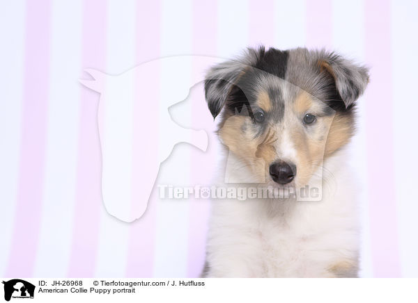 American Collie Puppy portrait / JH-26968