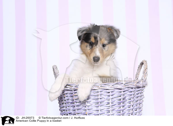 American Collie Puppy in a basket / JH-26973