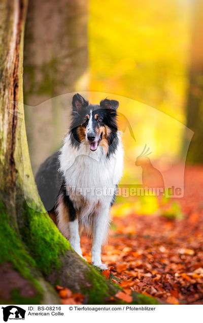 American Collie / BS-08216