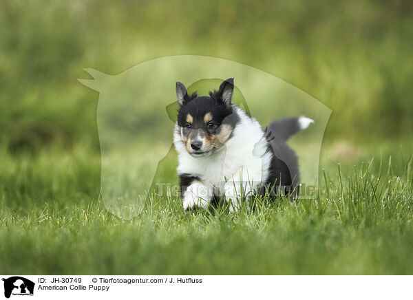 American Collie Puppy / JH-30749