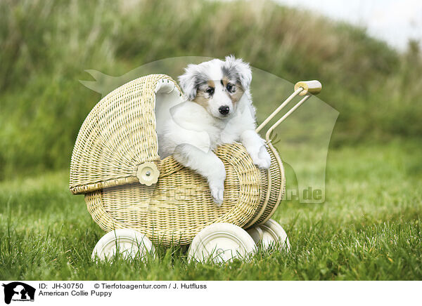 American Collie Puppy / JH-30750