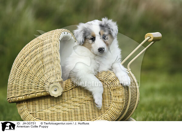 American Collie Puppy / JH-30751