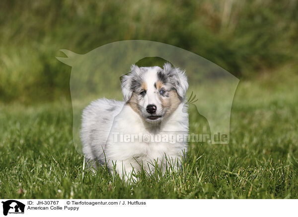 American Collie Puppy / JH-30767