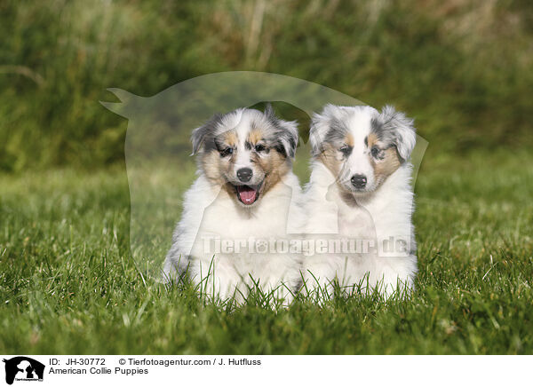 American Collie Puppies / JH-30772
