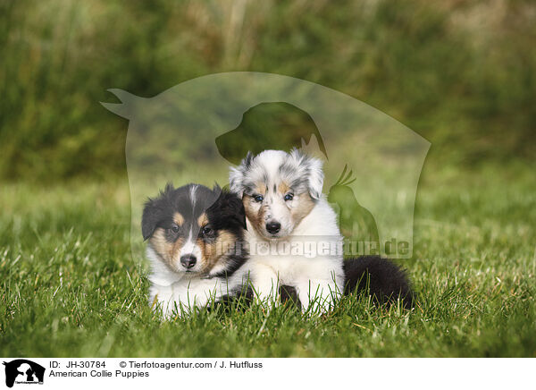 American Collie Puppies / JH-30784