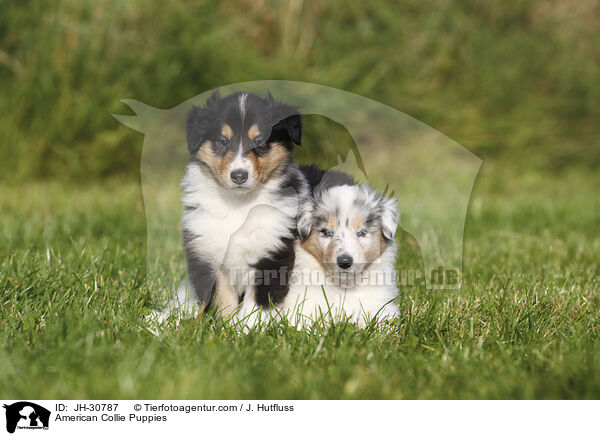 American Collie Puppies / JH-30787