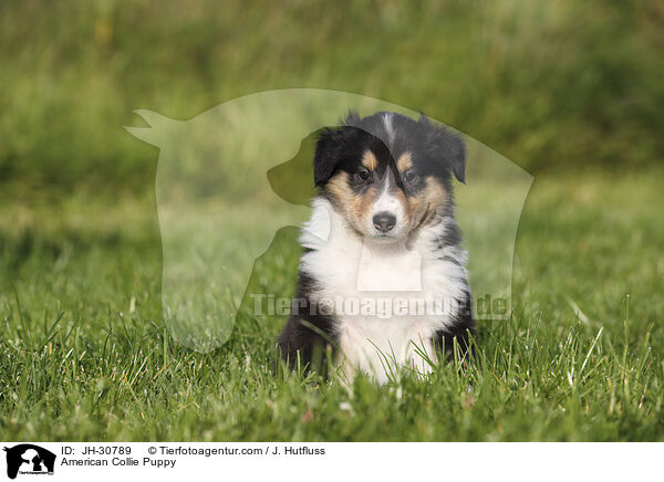 American Collie Puppy / JH-30789