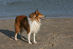 American Collie