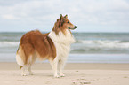 standing American Collie