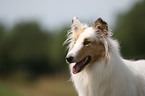 American Collie Portrait