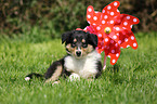 American Collie Puppy