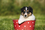 American Collie Puppy