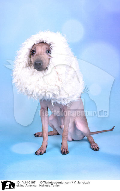 sitzender American Hairless Terrier / sitting American Hairless Terrier / YJ-10167