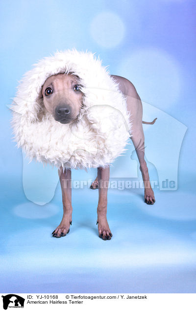 American Hairless Terrier / American Hairless Terrier / YJ-10168