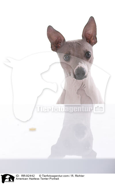 American Hairless Terrier Portrait / American Hairless Terrier Portrait / RR-92442