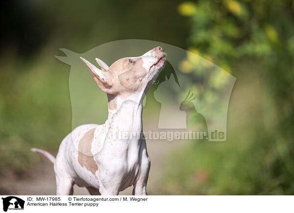 American Hairless Terrier puppy / MW-17985