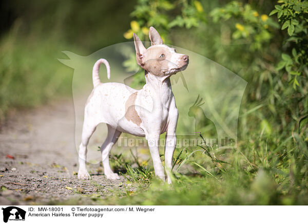 Amerikanischer Nackthund Welpe / American Hairless Terrier puppy / MW-18001