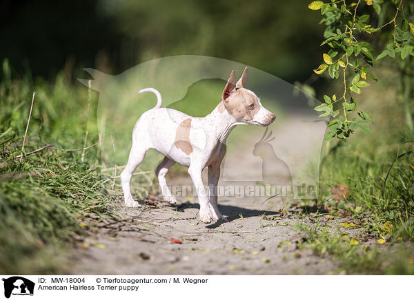 Amerikanischer Nackthund Welpe / American Hairless Terrier puppy / MW-18004