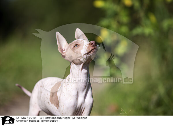 Amerikanischer Nackthund Welpe / American Hairless Terrier puppy / MW-18019