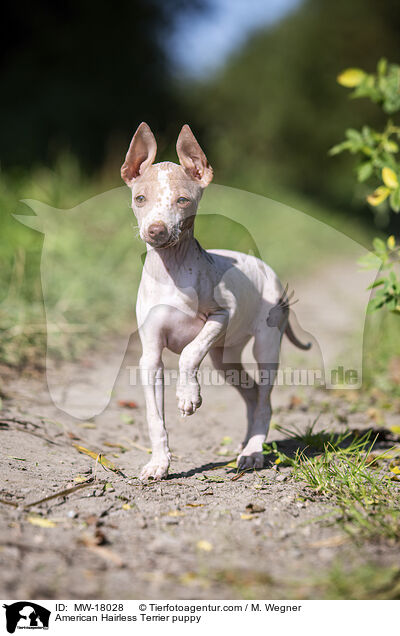 Amerikanischer Nackthund Welpe / American Hairless Terrier puppy / MW-18028