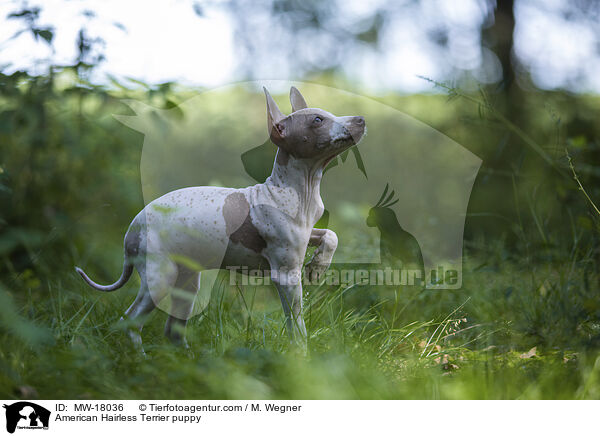 Amerikanischer Nackthund Welpe / American Hairless Terrier puppy / MW-18036