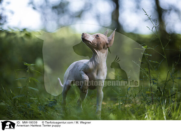 Amerikanischer Nackthund Welpe / American Hairless Terrier puppy / MW-18039