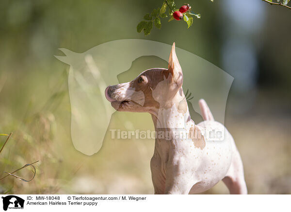 Amerikanischer Nackthund Welpe / American Hairless Terrier puppy / MW-18048