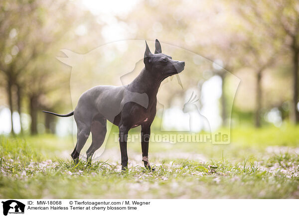 American Hairless Terrier zur Kirschbltezeit / American Hairless Terrier at cherry blossom time / MW-18068