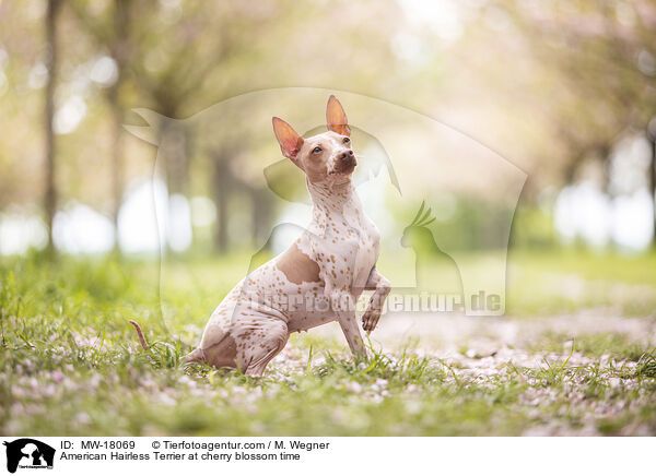 American Hairless Terrier zur Kirschbltezeit / American Hairless Terrier at cherry blossom time / MW-18069