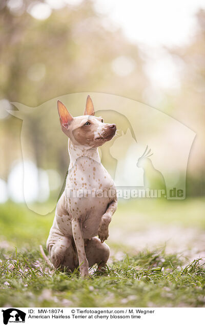 American Hairless Terrier zur Kirschbltezeit / American Hairless Terrier at cherry blossom time / MW-18074