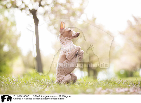 American Hairless Terrier zur Kirschbltezeit / American Hairless Terrier at cherry blossom time / MW-18085