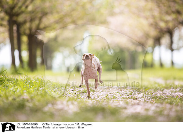 American Hairless Terrier zur Kirschbltezeit / American Hairless Terrier at cherry blossom time / MW-18090