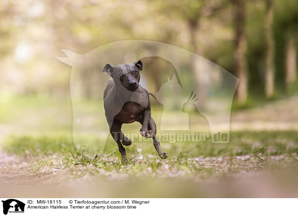 American Hairless Terrier at cherry blossom time / MW-18115