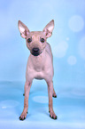 American Hairless Terrier