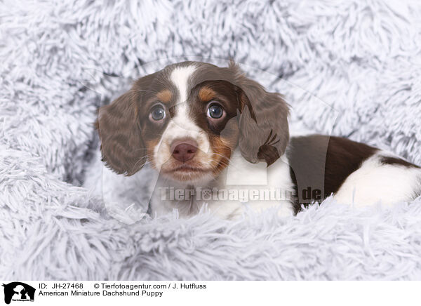American Miniature Dachshund Puppy / JH-27468