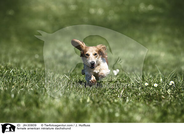 female american miniature dachshund / JH-30809