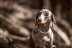 American Miniature Dachshund