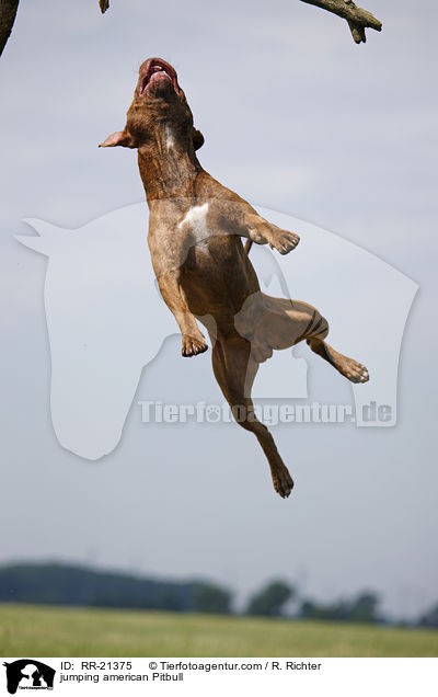 springender American Pit Bull / jumping american Pitbull / RR-21375