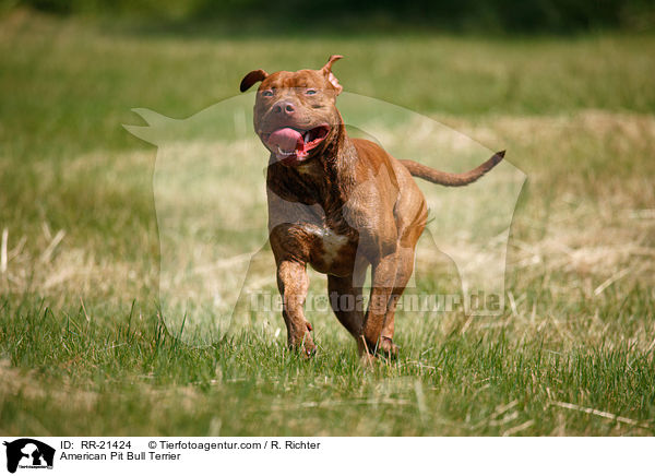 American Pit Bull Terrier / RR-21424