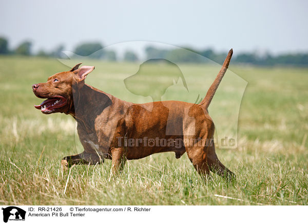 American Pit Bull Terrier / RR-21426