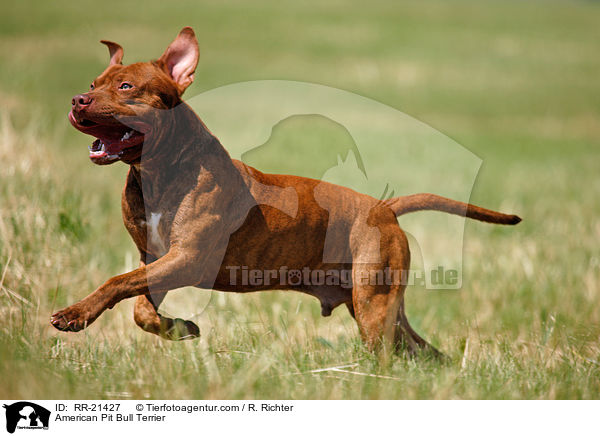 American Pit Bull Terrier / RR-21427