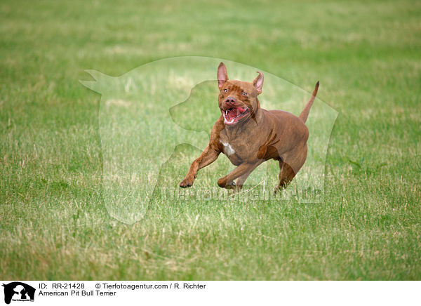 American Pit Bull Terrier / RR-21428