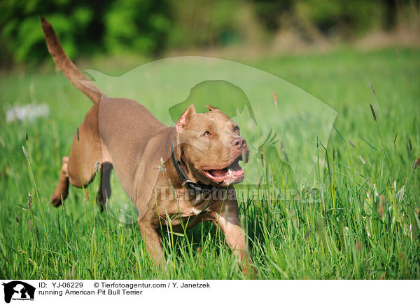 running American Pit Bull Terrier / YJ-06229