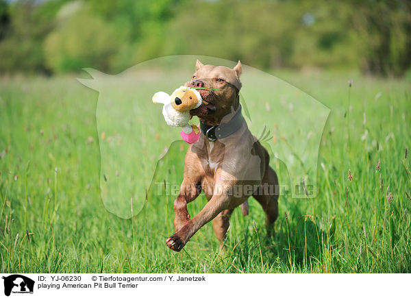 playing American Pit Bull Terrier / YJ-06230