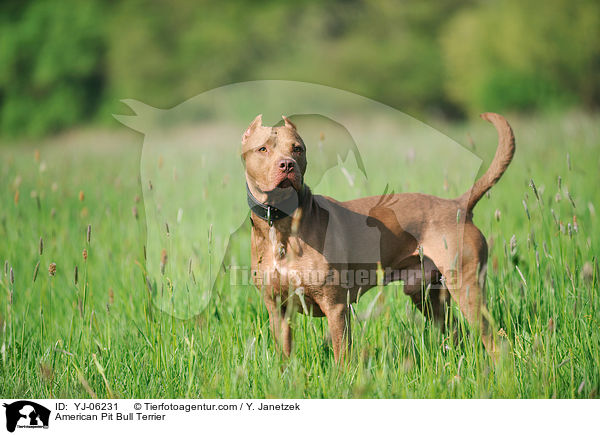 American Pit Bull Terrier / YJ-06231