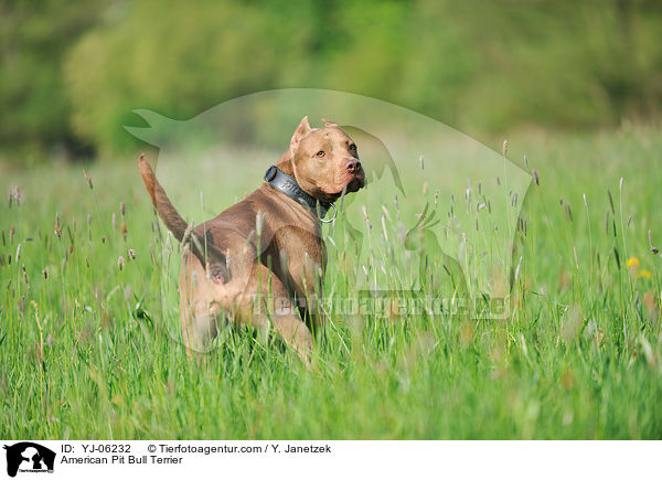 American Pit Bull Terrier / YJ-06232