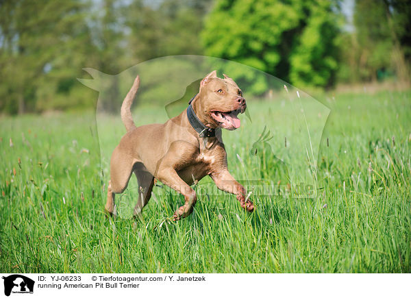 running American Pit Bull Terrier / YJ-06233