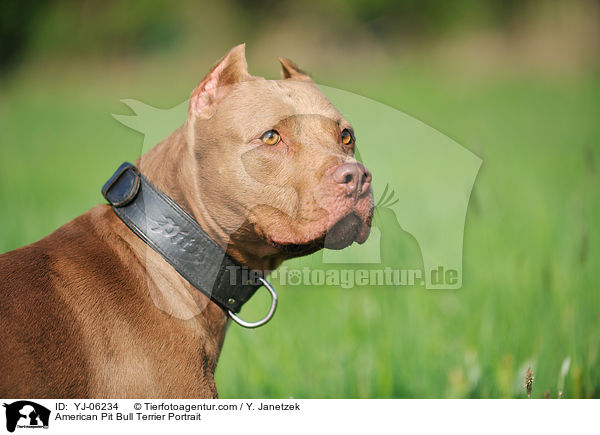 American Pit Bull Terrier Portrait / YJ-06234