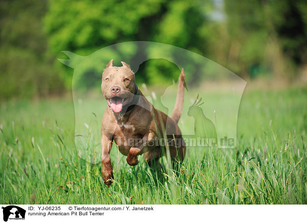 running American Pit Bull Terrier / YJ-06235