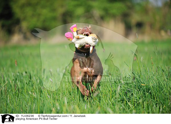 playing American Pit Bull Terrier / YJ-06236